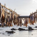 영일만검은돌장어 이미지