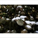 서천 마량리 동백나무 숲 이미지