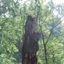 도립공원 청량산(장인봉, 의상봉, 870.4m) 이미지