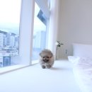 클라라애견 이미지