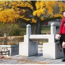 우체국 이팝나무 이미지