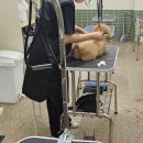 이루네 애완미용샵 | 이천애견미용학원 수강생 리얼 후기 - 취업까지의 현실적인 여정