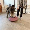 힐링힐링 반려견 교육 유치원 | 강아지유치원 자격증 따고 한 번에 취업 완료 애견 선생님 후기