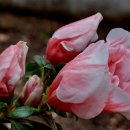 아젤리아 이미지