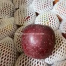 천의 | 문경 감홍사과 구입, 천의농원 보관방법 후기