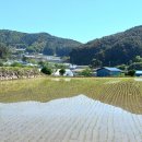 효석문학100리길 제2구간 이미지