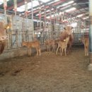 음메소농장 이미지