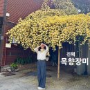 장미회집 | 창원 진해 4월 여기 꼭! 노란 목향장미 명소 2곳 완벽 정리 (실시간 개화 + 꿀팁 + 후기)