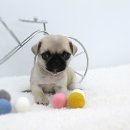 멋진강아지 이미지