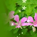 초록 속에 연분홍/ 줄딸기 꽃 이미지