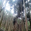 편백나무숲 이미지