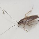 일신고무 | 바퀴벌레 방역업체 아파트 오피스텔 빌라 주택 후기!