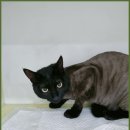 꼬리치랑개 이미지