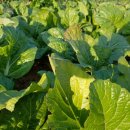 돌산농장 이미지