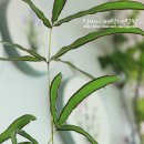 단비네 이미지