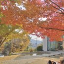 은행나무숲 주차장 부근 이미지