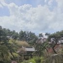 싸리나무 밑둥에 찔린 발바닥에 끓는 들기름을 부어서 치료했다. 이미지