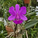 Cattleya walkeriana tipo 'Hirata Extra' BM/JOGA 이미지