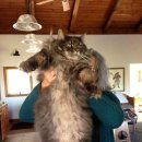 메인메디칼 이미지