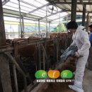 농가참신한우