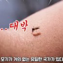 전세계 유일 모기 없는 나라 아이슬란드 이미지