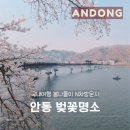 육백안동 | 국내여행 봄나들이 N차방문지 안동 벚꽃명소