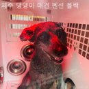 제주댕댕이애견펜션블랙 이미지