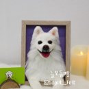 보듬펫 이미지