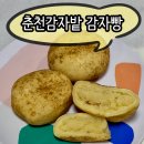 샐러드밭 | 창원 롯데백화점 팝업 "춘천감자밭" 감자빵 솔직후기