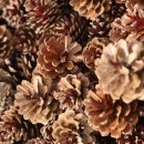 솔방울유치원 이미지