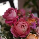 장미크리닝 | 모닝 장미