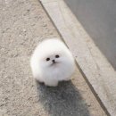 솜뭉치 이미지