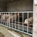 녹천 목장 이미지