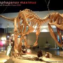 알로사우루스 이미지