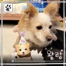 강아지정류장 | 서울 반려견 케이크 왈랑, 기호성 좋은 건강한 강아지 케이크 내돈내산 후기