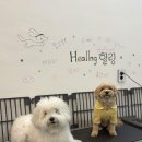 힐링힐링 반려견 교육 유치원 | 강동구애견유치원 힐링힐링 반려견 성향맞춤교육 놀면서 배워요~!