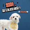 맘바이 루프탑 테라스 강아지 애견호텔 애견유치원 이미지