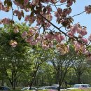 밥구정로데오 | [하남] 겹벚꽃 맛집 미사경정공원 개화시기 / 주말 오전 주차 후기 / 배달존 배달음식 추천 밥구정로데오