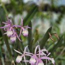 Brassavola Hybrids 이미지