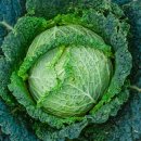 코아약국 이미지