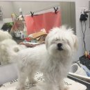 남창애견샵 복실강아지 이미지