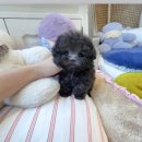 고양&화이트퍼피켄넬 | 동탄호수공원강아지 샵으로 유명한 동탄강아지 클라씨퍼피에서 새가족 만들었어요!