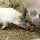 햇사레목장 이미지