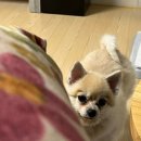 놀러오개 애견유치원 호텔 고기점 이미지