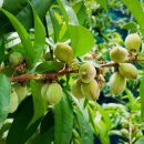 미숙식품 이미지