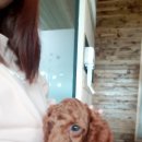 김제호두마루애견카페샵 이미지