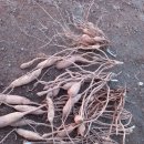 천문동 농장 이미지