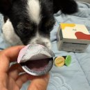 fit a pet | 밥 안 먹던 우리 강아지,고양이 페네핏 반려동물 사료 토핑 팔레트 파우더 6종 샘플 파우더 급여후기 ✨