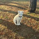 (주)코지라이프 | 28w~30w Cherry Blossom