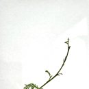 바타 이미지